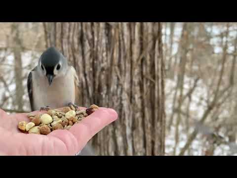 Hand-feeding Birds in Slow Mo - Black-capped Chickadees, Tufted Titmouse