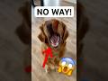 Every trick that my dog knows! 🙂 🐕