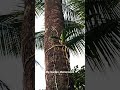 #trending #ytviral #yt #youtubeshorts #songs #love #views #shortsfeed #shorts # #youtube #nature