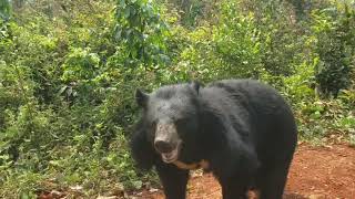 1st day exploring new home for rescued moon bears!