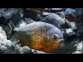 Facts: The Red-Bellied Piranha