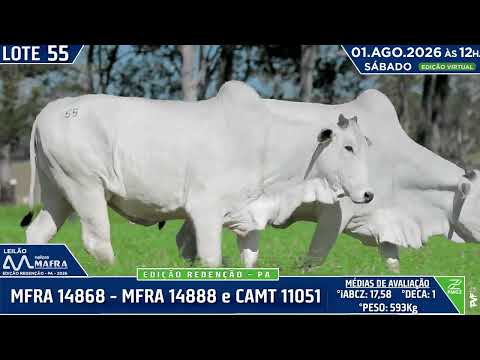 LOTE 55   MFRA 14868   MFRA 14888 e CAMT 11051