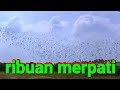 rutinitas ngawang ribuan merpati di OLR klas internasional