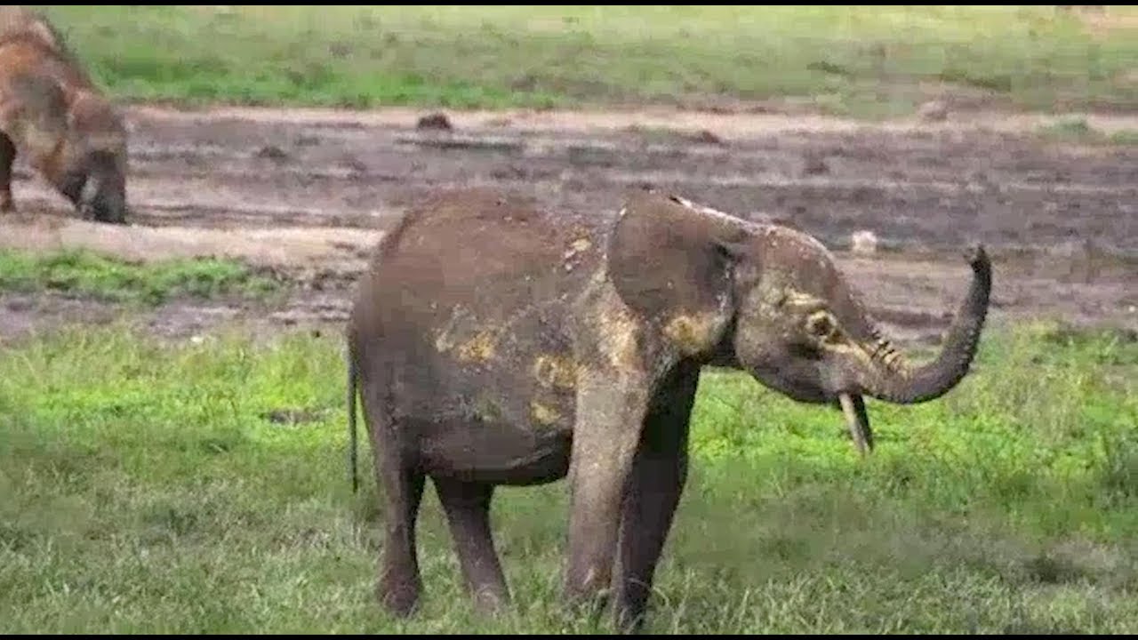 L Elephant D Afrique Une Espece Menacee Youtube
