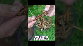 Humble Dandelion - watch the full length Herbal Jedi video to learn more of the benefits. #foraging