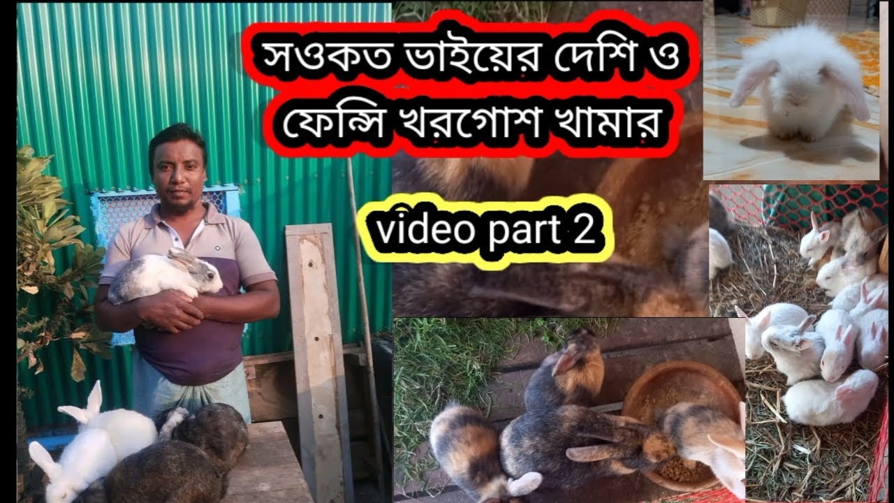 খরগোশ কিনুন পানির দামে