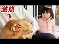 甘えん坊ミニピンにパパの膝の上を取られた2歳娘