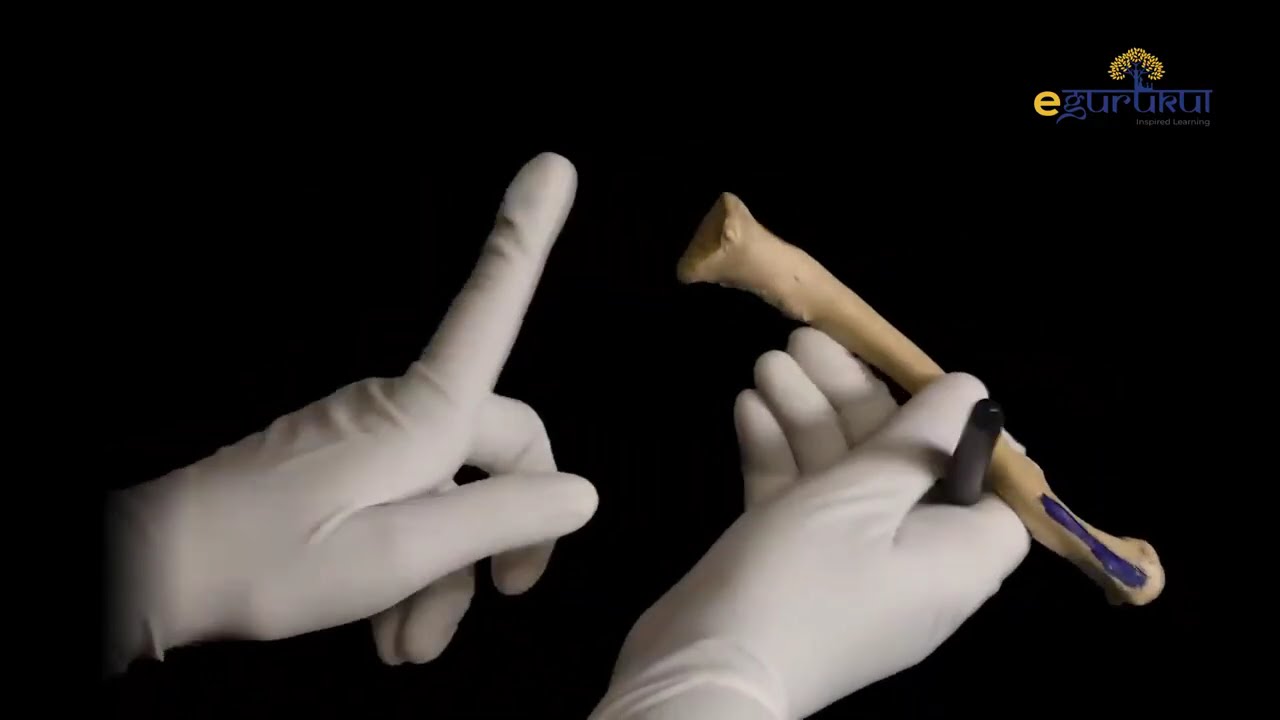 1. Upper Limb - Clavicle.