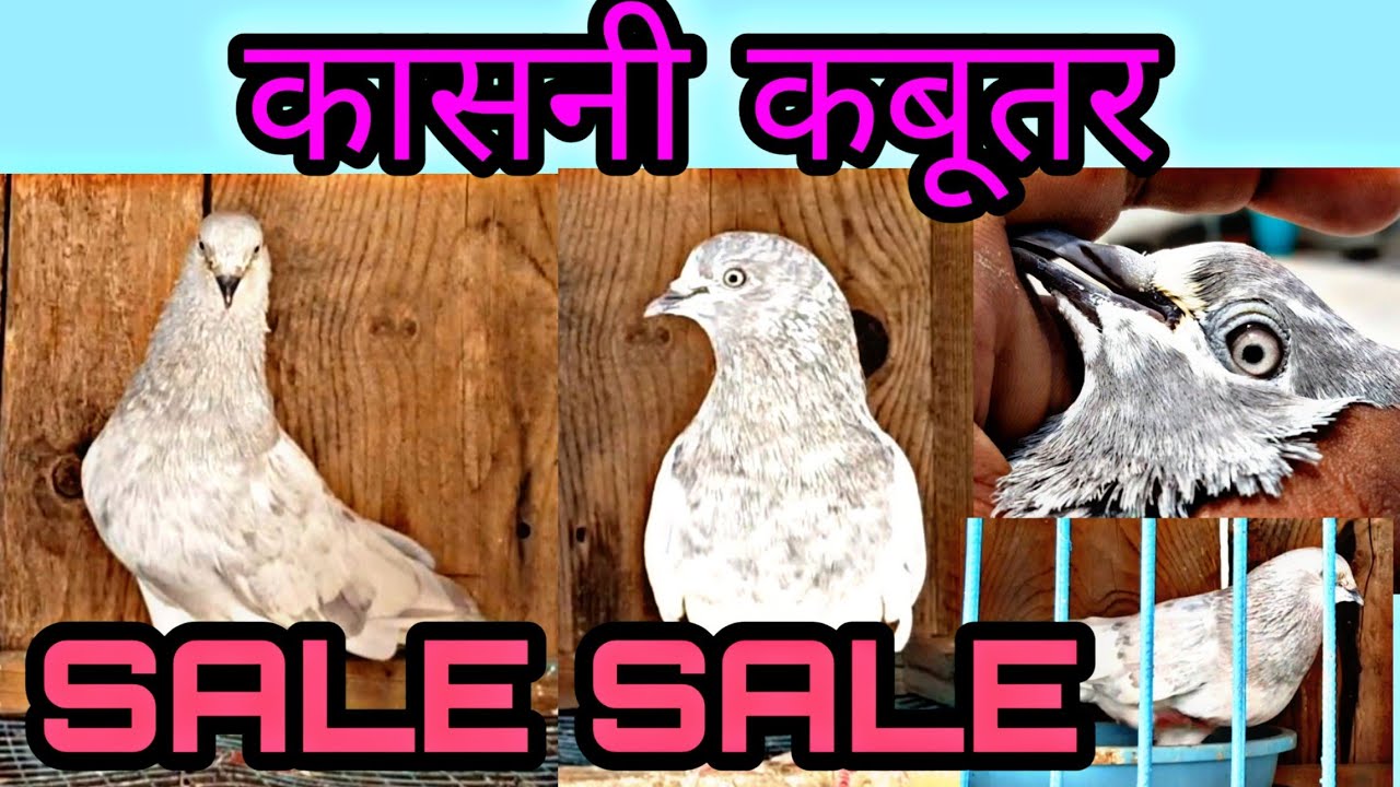 Kasni Kabutar For Sale At Arif Bhai's Loft Baroda