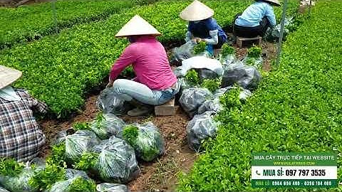 Bán buôn cây chuỗi ngọc, mắt nai, cỏ lạc, vàng anh, chiều tím