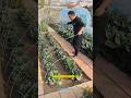 Growing Vegetables at Home | Best Gardening Tips
