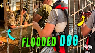 Heroic Rescue Operation Saves a Dog from a Flooded Apartment