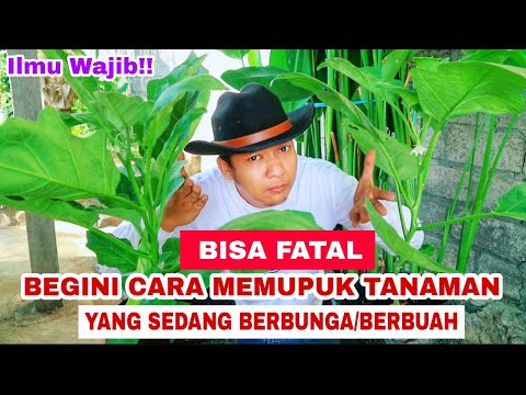 Video: Adakah semua tumbuhan berbunga berbuah?