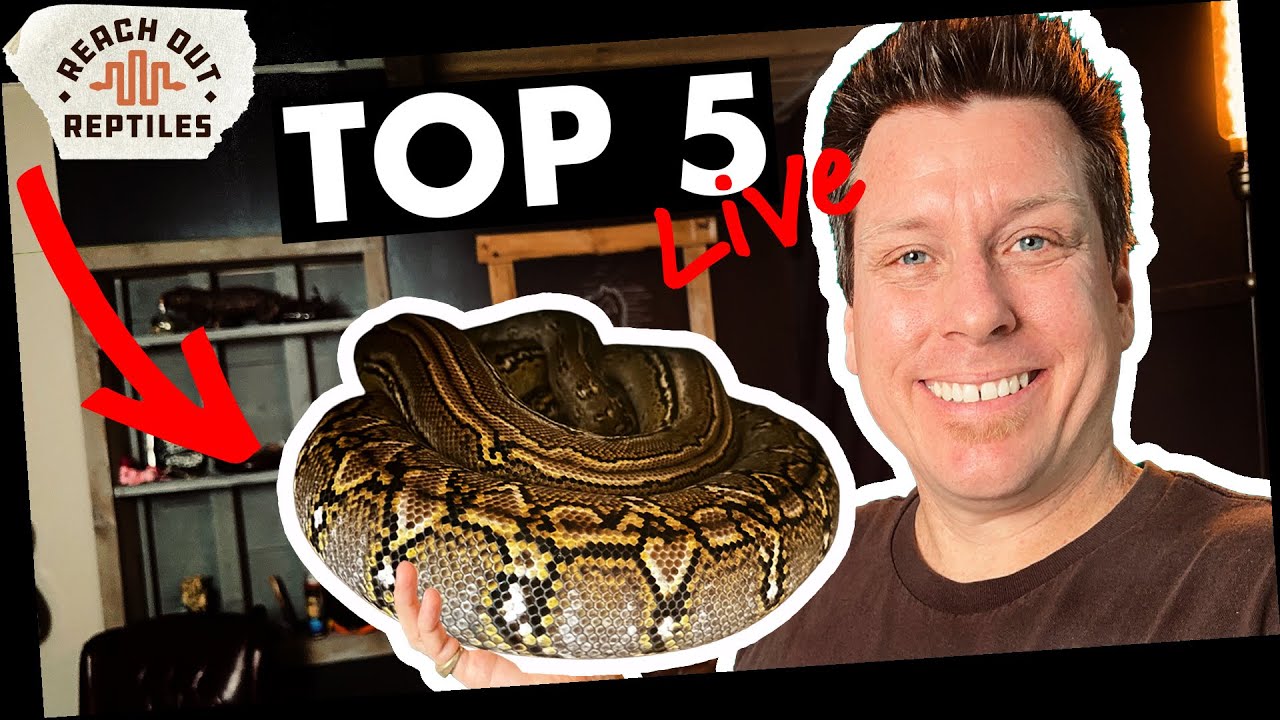 Newest SD Morphs of 2026