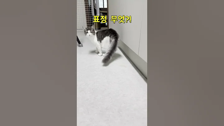 Video 11864821: forest cat, cat cream, kitten