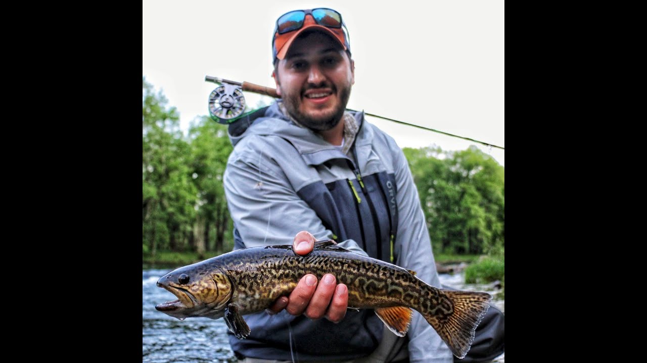 Skating Dry Flies! Incredible trout acrobatics! YouTube