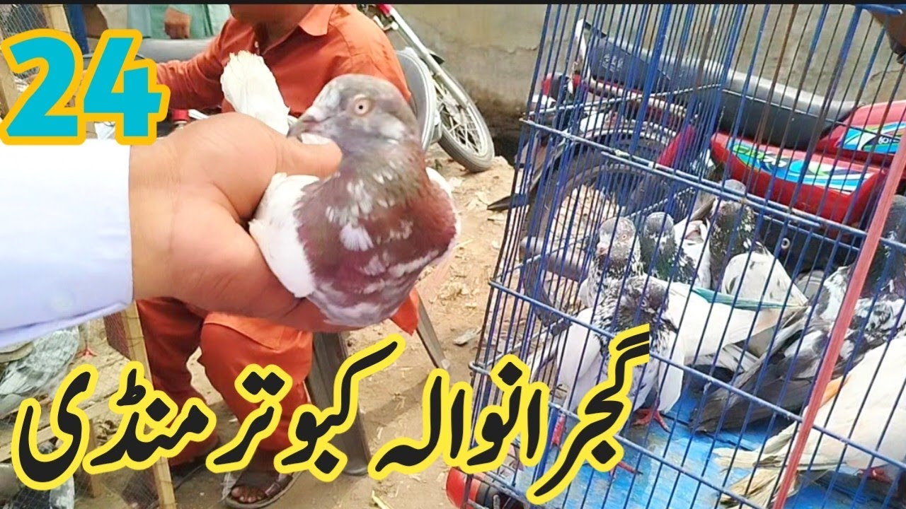 Top 24) Gujranwala kabootar mandi  Trends This Year || گجرانوالہ کبوتر منڈی || Amjad ali official