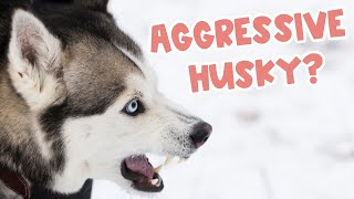 How To Deal With An Aggressive Husky (8 Dog Training Tips)