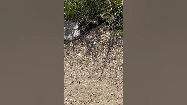 The Most Venomous Rattlesnake on Earth (the Mojave Rattlesnake)