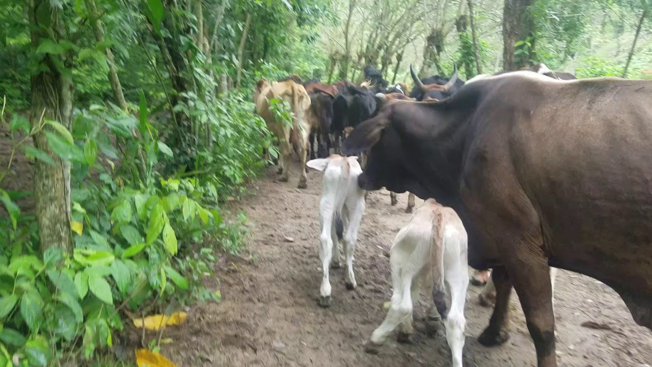 Lindo lugar y ganado en Colón honduras YouTube