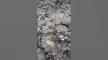 Wait for it! Huge Megalodon Shark Tooth Found in SC! #megalodon #sharkteeth #fossilhunting #fossils