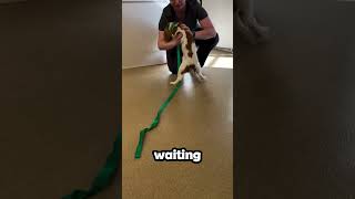 Heartfelt Shelter Dog Adoption: The Emotional Moment This Pup Finds His Forever Home