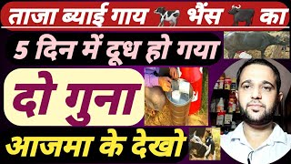 ताजा ब्याई गाय-भैंस का 5 दिन में दूध डबल करने का फार्मूला ||Cow  Buffalo  ka Milk Double kare