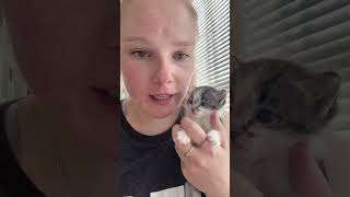 Keeping up with the kittens | Ep 3