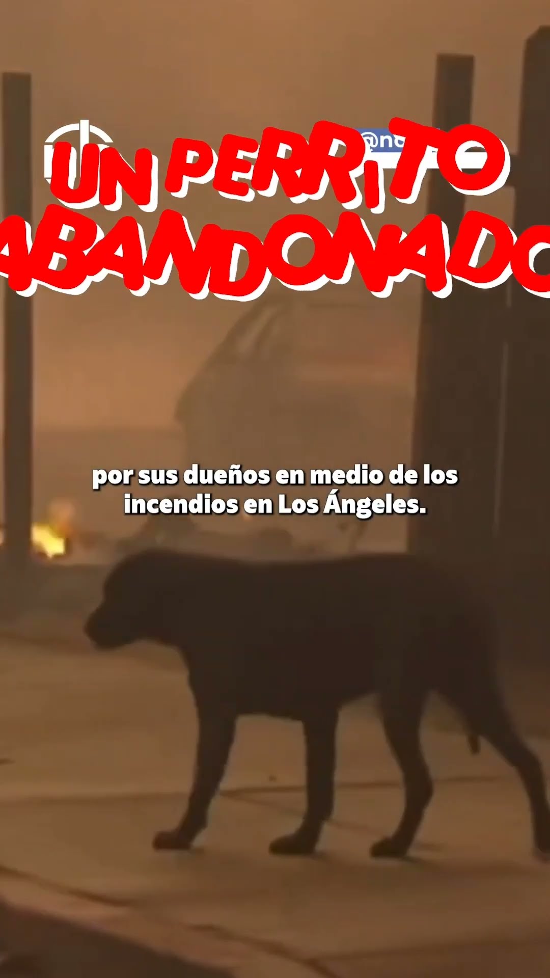 ARRIESGARON SU VIDA PARA SALVAR A SUS MASCOTAS DE LOS INCENDIOS EN LOS ANGELES #shorts