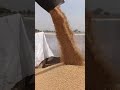 #1ksubscribers#motivaction#viralshort#trandingshort#tannu_rajput_315#farminglife#farmingreel#SIDHUPB