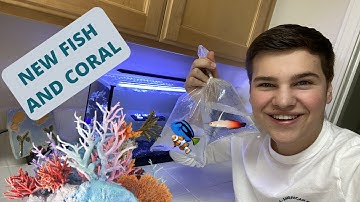 Adding *FISH AND CORAL* to my Nano Reef Aquarium