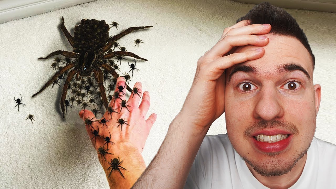 ÓRIÁSI PÓK VAN A SZOBÁMBAN, SEGÍTSÉG!