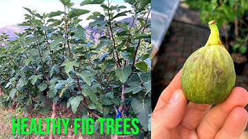 Unhealthy Fig Tree? Don