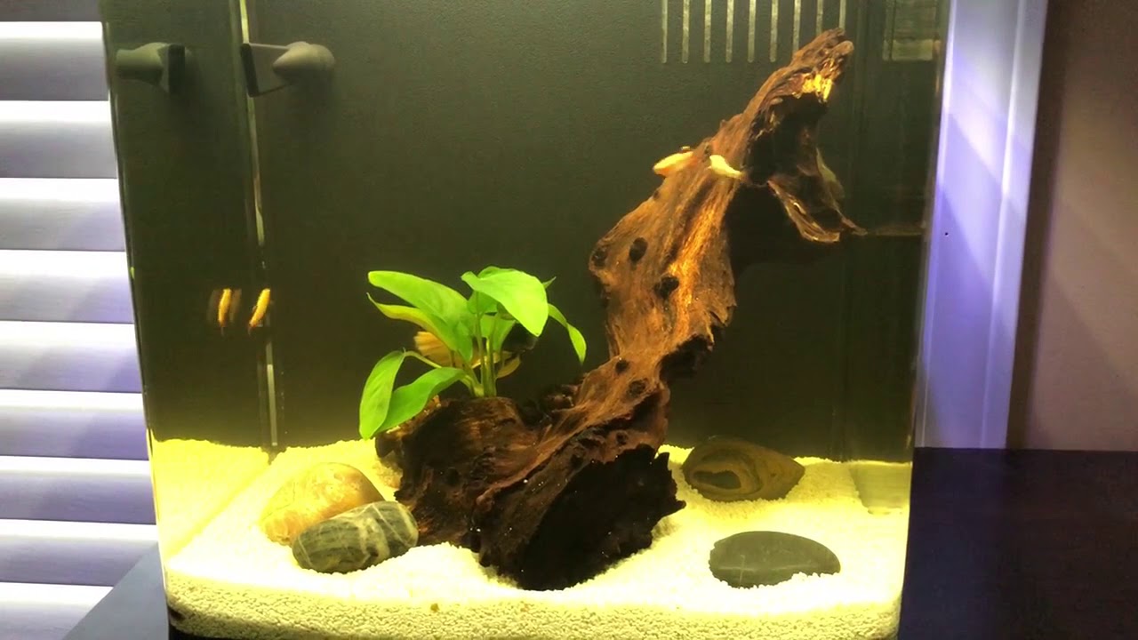 imagitarium freshwater aquarium 2.2