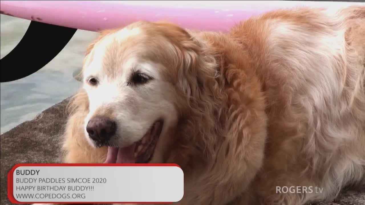 Info Simcoe - COPE Dogs