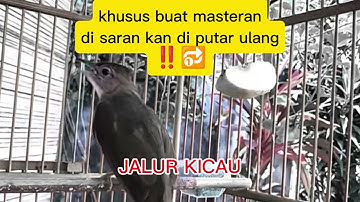 suara burung kapas tembak gacor/shusus buat masteran‼️