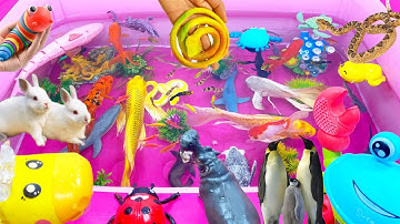 Sinh vật biển,cá voi,chim cánhcụt,cá mập xanh,hải cẩu,bạch tuộc,cá heo,san hô,bọ rùa,vịt,rắn,cua,rùa