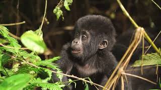 Gorilla Trekking in Uganda by INTOSOL 433 views 8 months ago 4 minutes, 12 seconds