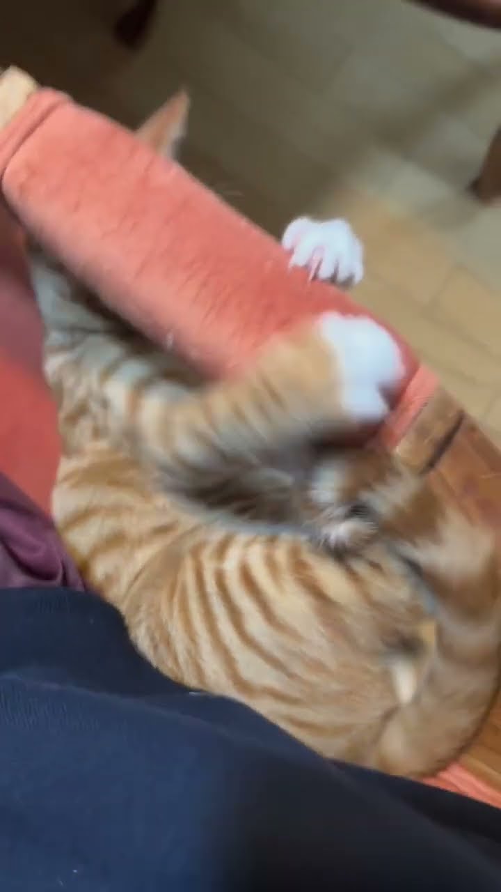 TOP DES VIDÉOS TRÈS DRÔLES LES CHATS