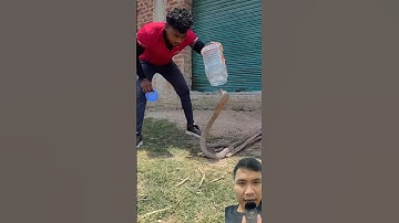 Cách bắt rắn hổ mang bằng keo nhựa an toàn hiệu quả #snake