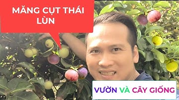Măng cụt thái lùn siêu sớm vườn đang trái  và cây giống
