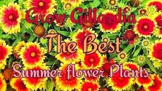 How to Grow GAILLARDIA at Home and Garden in a easy Way