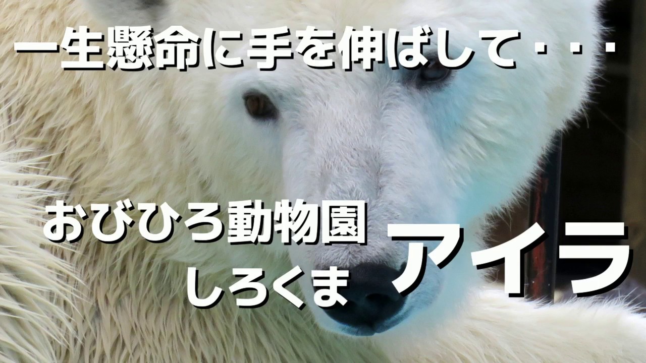 しろくまアイラ 一生懸命に手を伸ばして おびひろ動物園 Youtube