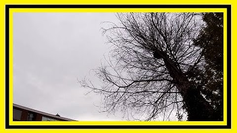 DEAD TREE CUT DOWN NEXT TO PARKED CAR