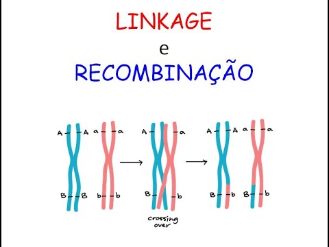 Vídeo: Qual é o local de maior recombinação?