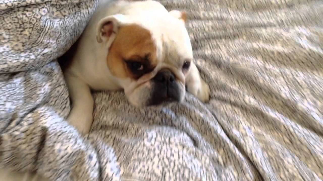 To tired to get out of bed, English bulldog clips for crocs
