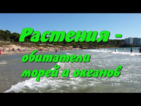 Растения - обитатели морей и океанов