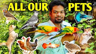 All my pets in one video | Bird room tour 2021 | Tamil