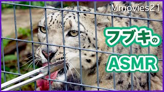 人の近くで餌を食べるユキヒョウ「フブキ」ASMR~Snow Lopard Feeding Time

