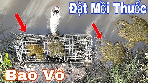 Đặt lợp ếch mồi thuốc độc quyền,Theo cánh đồng lúa, Ếch vô đầy lợp,